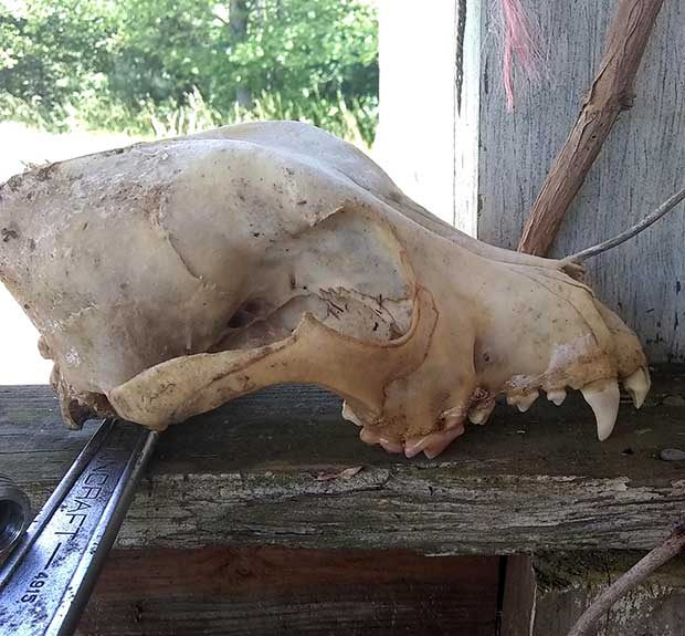 susan canine skull